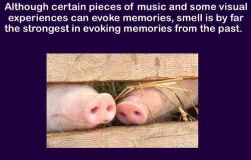 interesting facts about your brain - Although certain pieces of music and some visual experiences can evoke memories, smell is by far the strongest in evoking memories from the past.