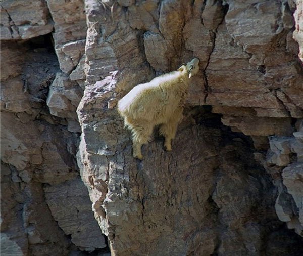 mountain goat funny