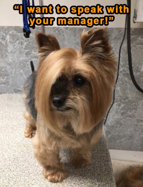 can i speak to your manager dog - Want to speak with your manager