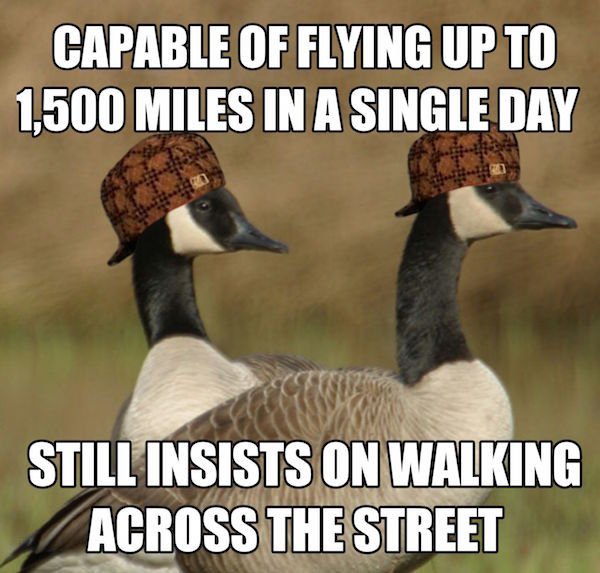 royal palace - Capable Of Flying Up To 1,500 Miles In A Single Day Still Insists On Walking Across The Street