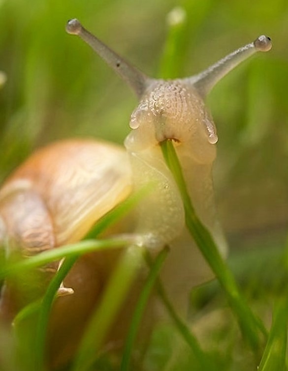 random pic snail eating grass