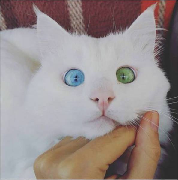 random pic cat with heterochromia