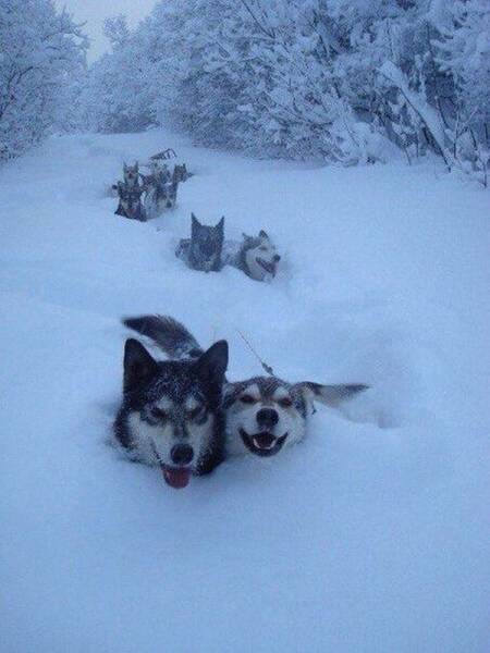 random pic dogs in deep snow