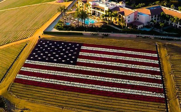 random pic american flag in corn field