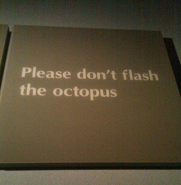 Fanpop.com - Please don't flash the octopus