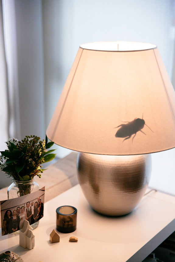 Plant some fake bugs  / paper cut outs around the house.
