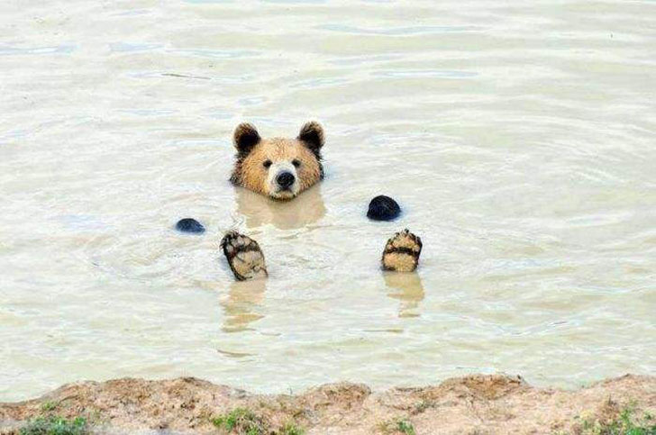 bear in the water