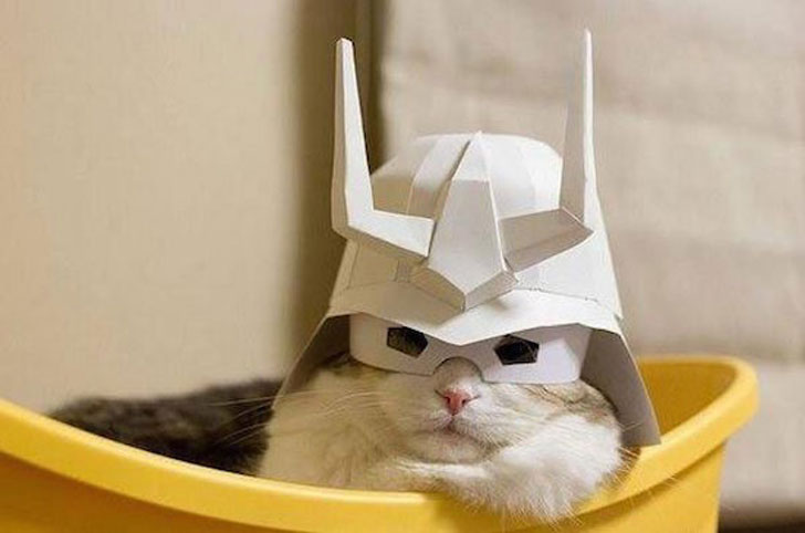 cat in helmet