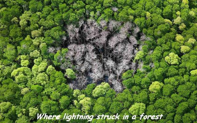 rainforest of northern queensland trees - Where lightning struck in a forest