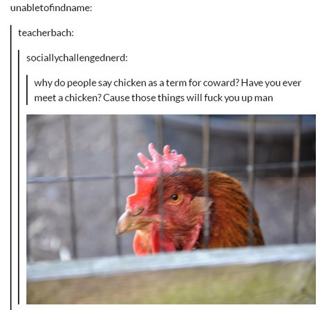 chicken memes - unabletofindname teacherbach sociallychallengednerd why do people say chicken as a term for coward? Have you ever meet a chicken? Cause those things will fuck you up man