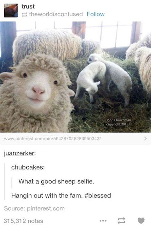 sheep selfie - trust theworldisconfused John Cherchman copyright 2015 juanzerker chubcakes What a good sheep selfie. Hangin out with the fam. Source pinterest.com 315,312 notes
