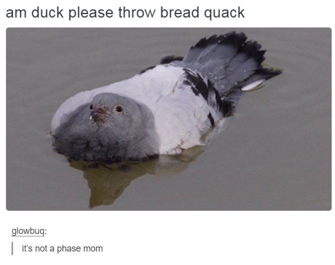 am duck please throw bread quack - am duck please throw bread quack glowbug it's not a phase mom