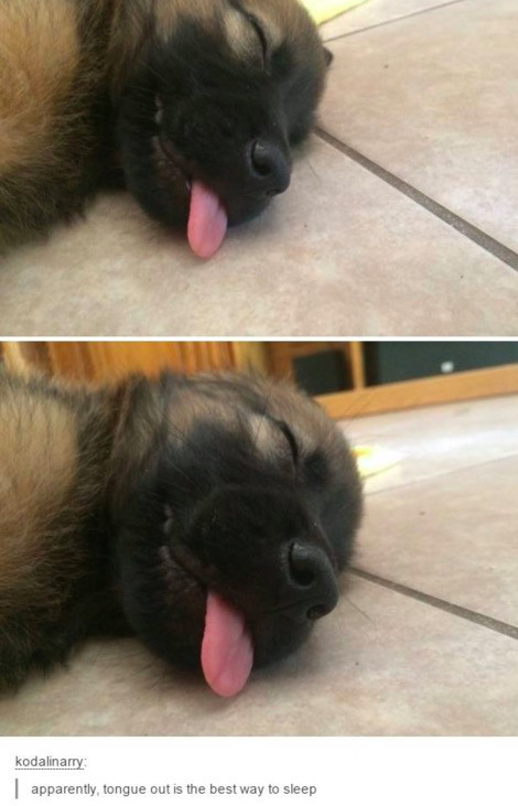 dead dog with tongue out - kodalinary apparently, tongue out is the best way to sleep