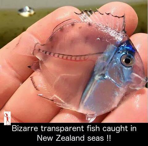 cool see through animals - Bizarre transparent fish caught in New Zealand seas !!
