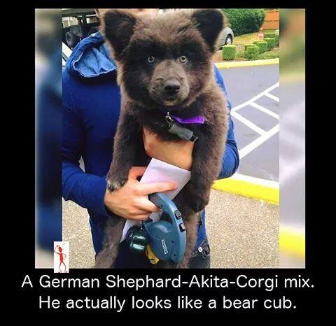 akita corgi husky mix - A German ShephardAkitaCorgi mix. He actually looks a bear cub.