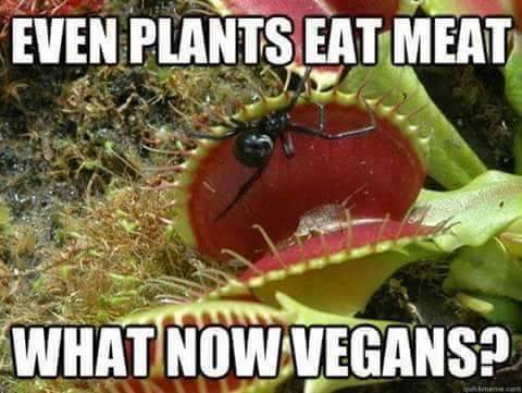 carnivorous plants - Even Plants Eat Meat What Now Vegans?