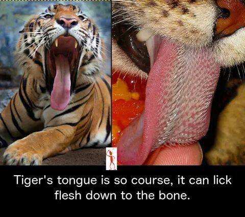 tiger tongue - Tiger's tongue is so course, it can lick flesh down to the bone.