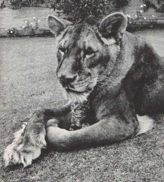 lioness and kitten