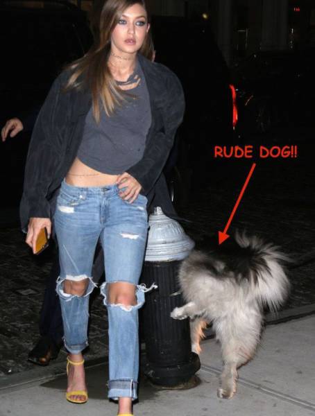 gigi hadid dog pee - Rude Dog!!