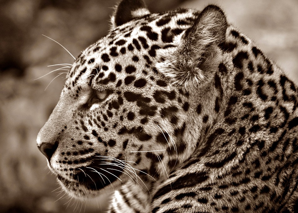 jaguar profile - 72