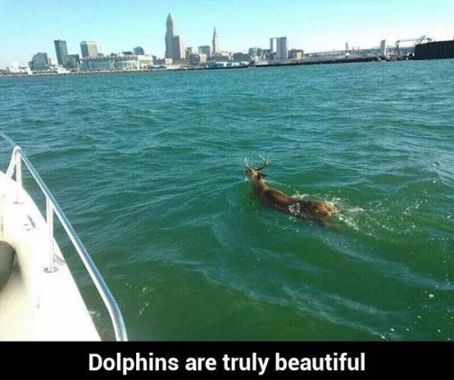 canadian dolphin - Dolphins are truly beautiful