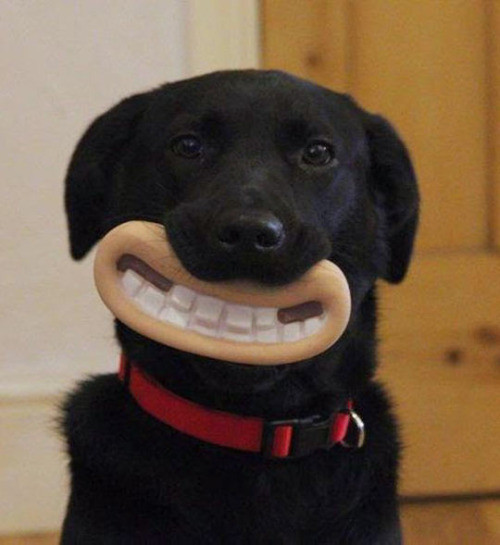 dog funny mouth toy