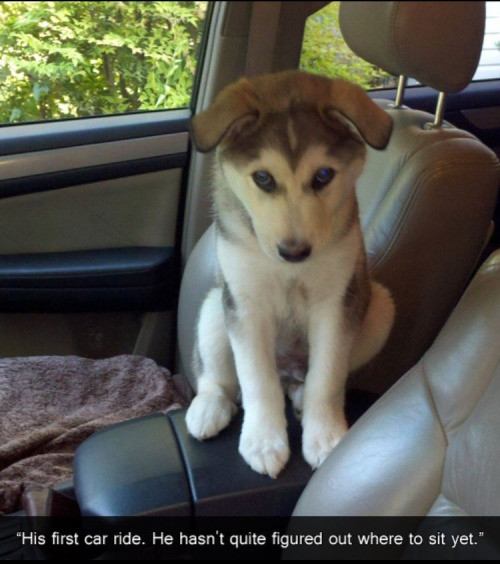 car ride memes - "His first car ride. He hasn't quite figured out where to sit yet."