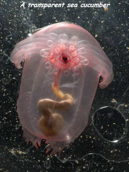 sea creatures - A transparent sea cucumber