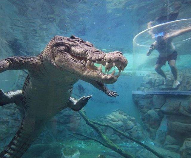 australia crocodile cage