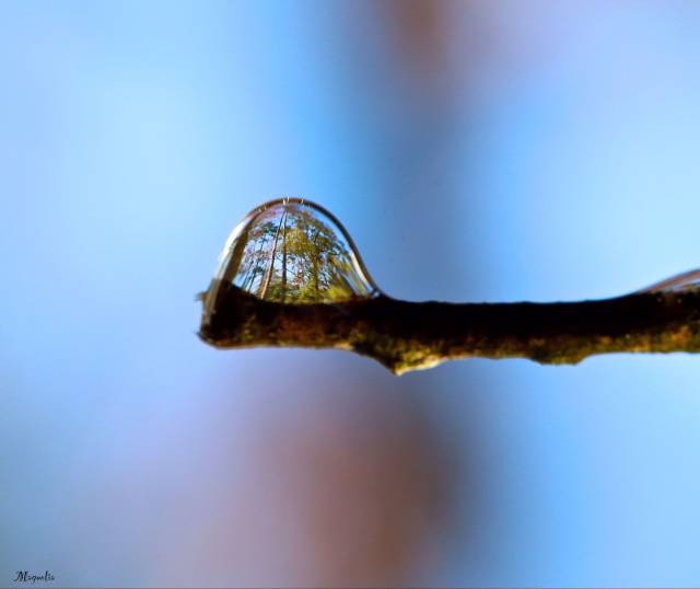 forest refracted in a drop of water