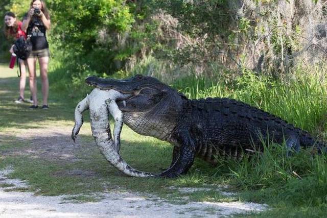 many alligators in florida