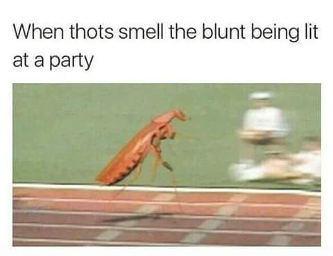 Dank meme of a running cockroach with a joke about how you run to the blunt when it gets lit at the party.