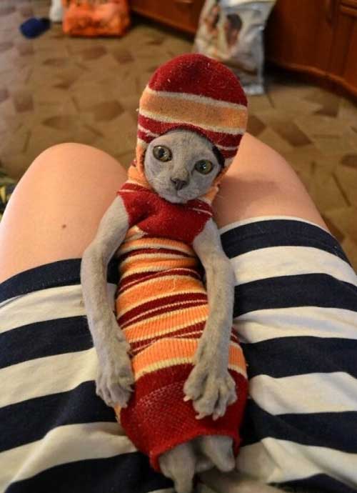 wtf master has given dobby a sock cat