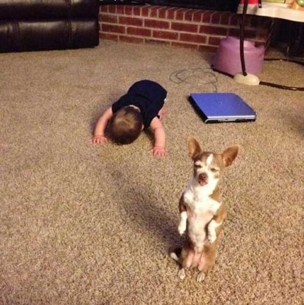 wtf funny dog pictures on carpet