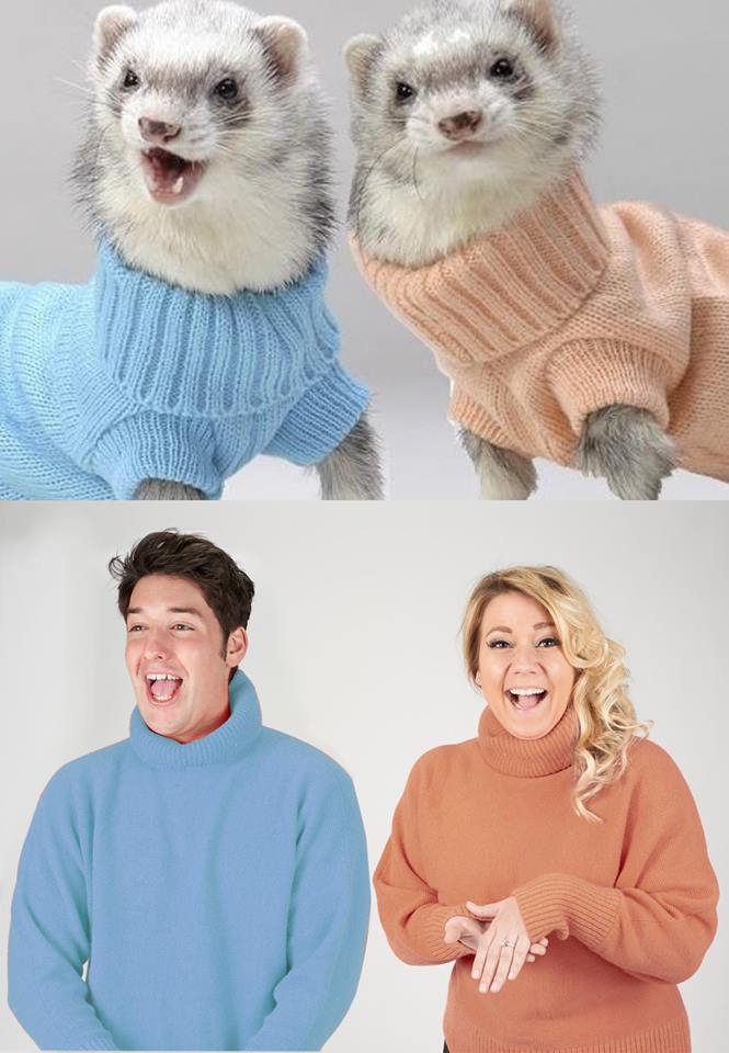 ferrets in sweaters