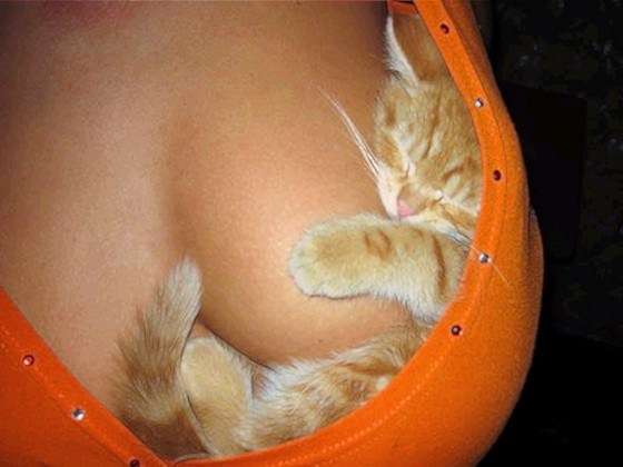 29 Reasons Cats Love Boobs!