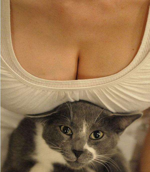 29 Reasons Cats Love Boobs!