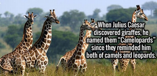 wild life scenery - When Julius Caesar discovered giraffes, he named them Camelopards" since they reminded him both of camels and leopards.