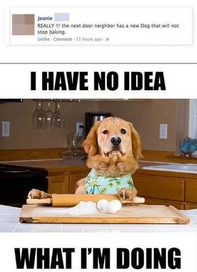 dog baking meme - Jeanie Really Hi the next door neighbor has a new Dog that will not stop baking Un Comment 11 hours ago I Have No Idea What I'M Doing