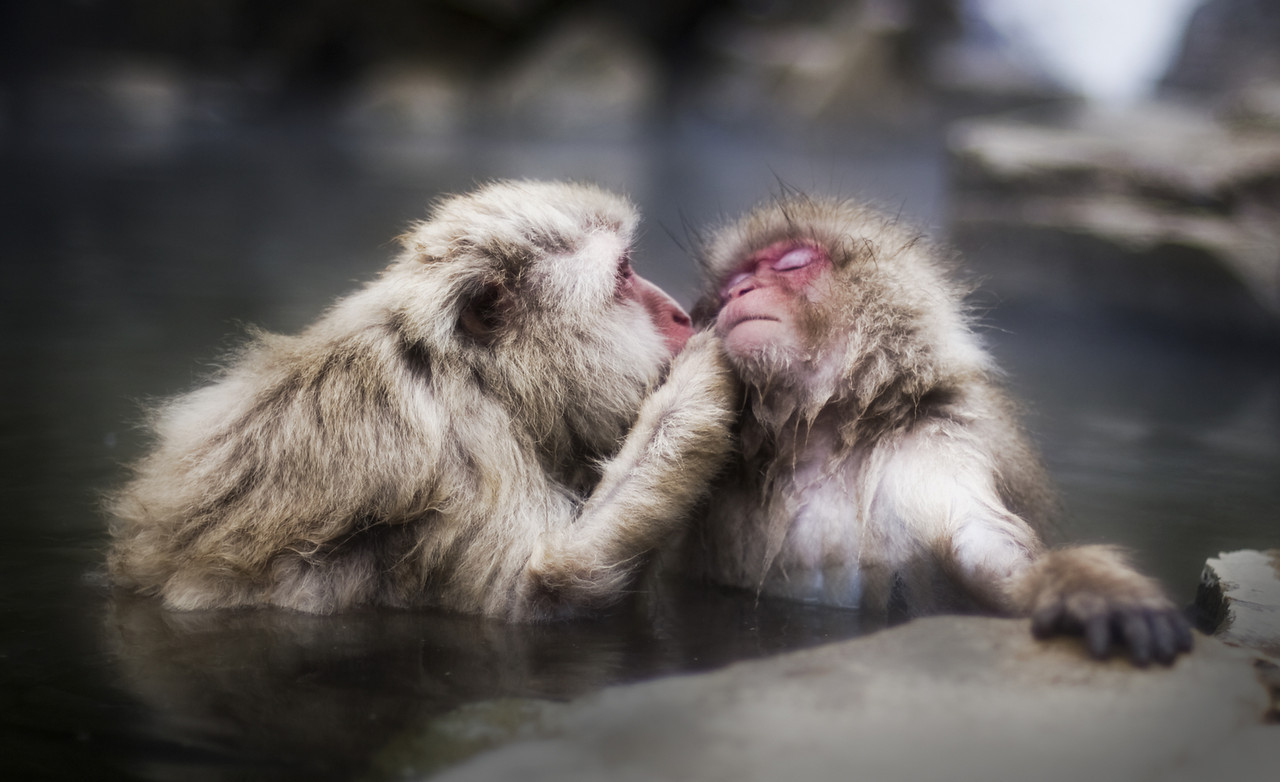 kissing monkeys