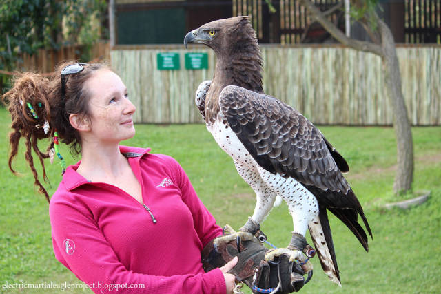 africa's biggest eagle - clectricmartialeagleproject.blogspot.com