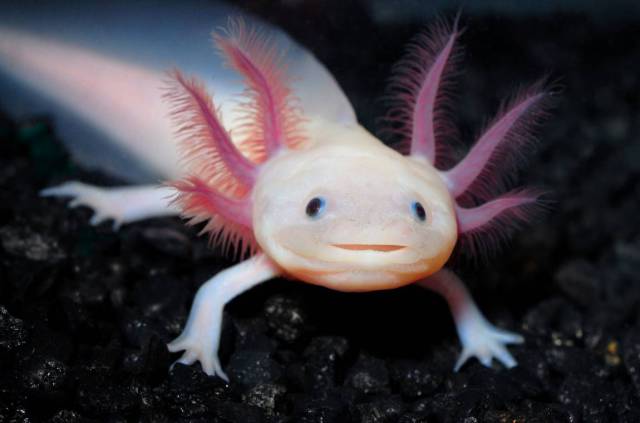 axolotl smiling - Wh