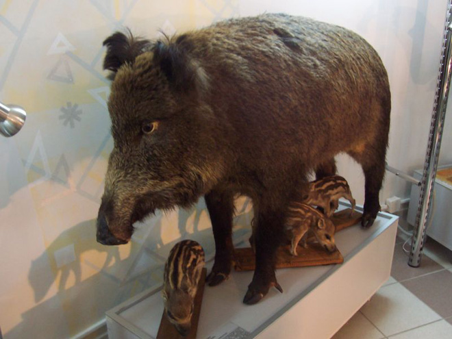 23 Examples Of Taxidermy Gone Way Wrong!