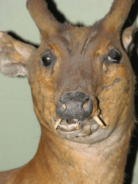 23 Examples Of Taxidermy Gone Way Wrong!