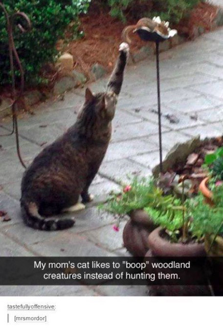 funny animal raining - My mom's cat to "boop" woodland creatures instead of hunting them. tastefully offensive mrsmordor
