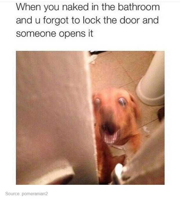 photo caption - When you naked in the bathroom and u forgot to lock the door and someone opens it Source pomeranian2