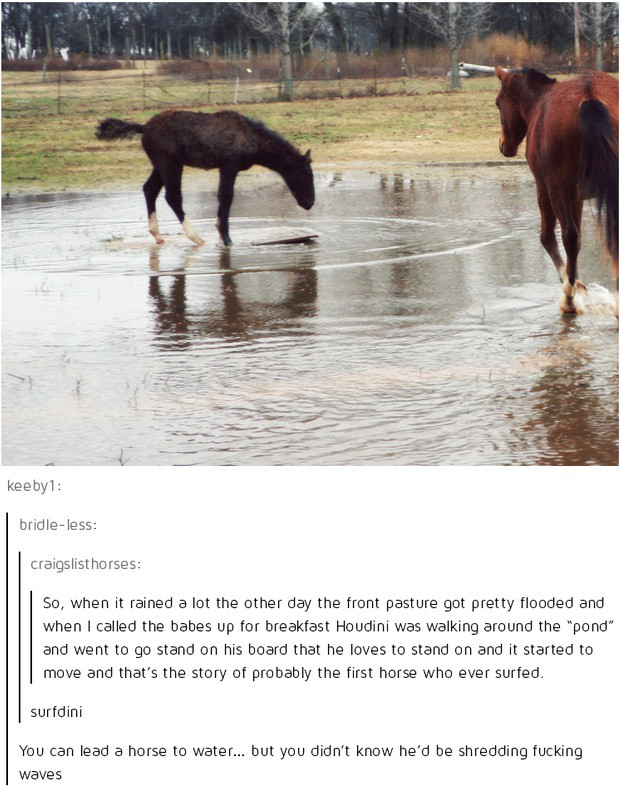 horse funny - keeby1 bridleless craigslist horses So, when it rained a lot the other day the front pasture got pretty flooded and when I called the babes up for breakfast Houdini was walking around the "pond" and went to go stand on his board that he love