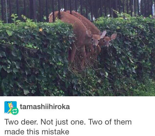 you and your friend both fuck up - tamashiihiroka Two deer. Not just one. Two of them made this mistake