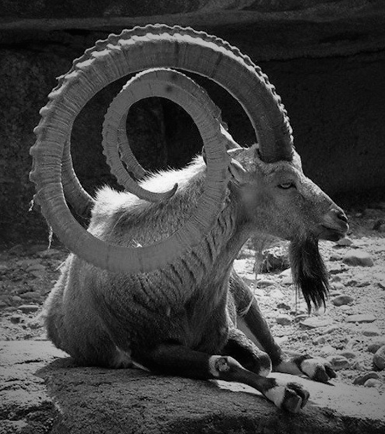 random pic spiral horned ram