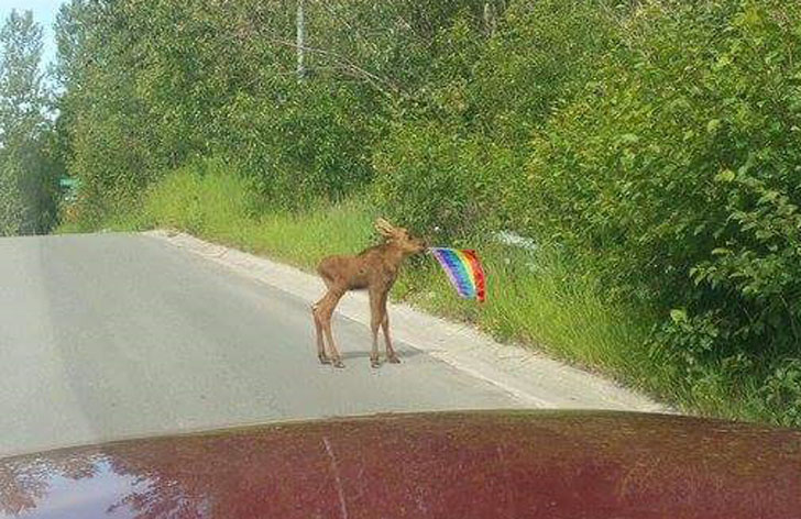 random pic baby moose with pride flag